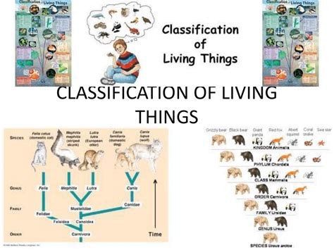 drawings of living things|Classification of Living Things: Definition, Examples, .